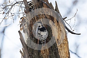 White-backed woodpecker hammering an rotten tree