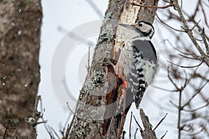 White-backed woodpecker on a tree trunk. Dendrocopos leucotos is a forest bird of the woodpecker family, the largest species of