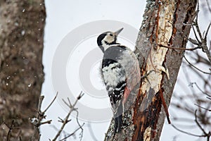 White-backed woodpecker on a tree trunk. Dendrocopos leucotos is a forest bird of the woodpecker family, the largest species of