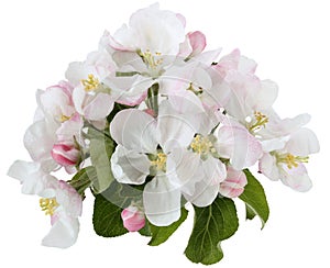 white background. arrangement of the flowers and leaves of the apple tree. isolate, cut out. a floral element.