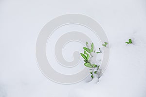 White background with boxwood under snow