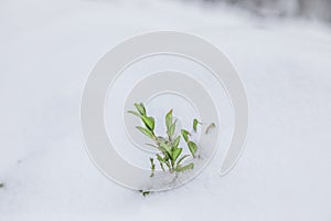 White background with boxwood under snow