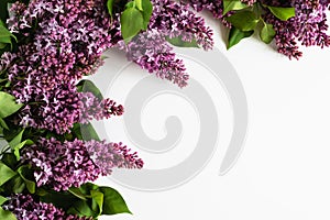 on a white background, branches of blooming purple-pink fragrant lilacs. layout. greeting card.
