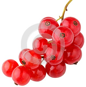 white background. bunch of red currants. garden berries. isolate, cut out.