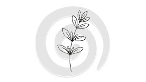 White background emphasizing the elegant simplicity of the botanical