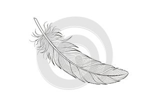 White background, emphasizing the feather's delicate design and