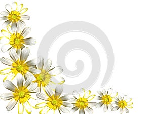 White background with flowers photo