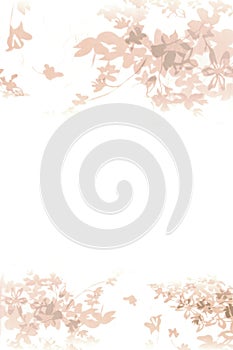 White background flowers