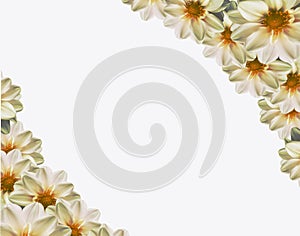 White background with flowers