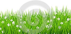 White background flowers daisies green grass