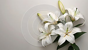 White background with funeral lily flower providing substantial area for text placement