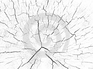 White background large circular piece of wood cross section with tree ring texture pattern and cracks. Backdrop detailed organic n