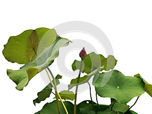 White background lotus Transparent image