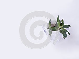 White background mint / mint in a glass vase