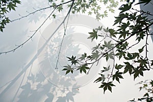 White background with natural tree branch shadow
