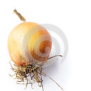 on a white background. No isolation. Onion head. Long storage, spoiled, numb. Close-up