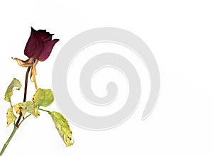 white background one single dry red rose