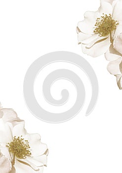 White Background With Petals Decorated Borders