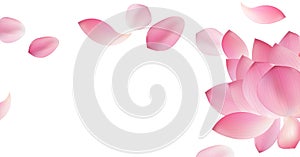 White background with pink petal