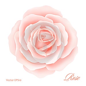 White background with a Pink Rose Flower. Vector illustration