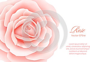 White background with a Pink Rose Flower. Vector illustration