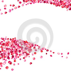 White background with pink rose petals waves