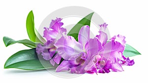 On a white background, a purple Cattleya orchid with green leaves.