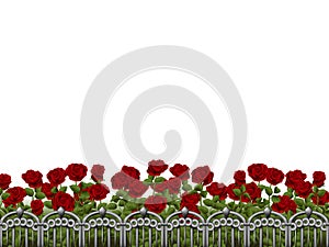 White background with rosegarden