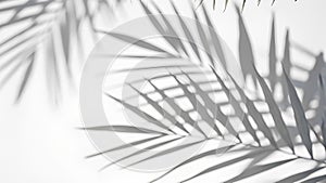White background with shadow of palm leafs. background concept
