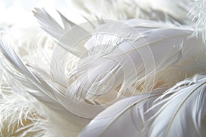 White background with soft feathers. Peace, calm, spirituality, religion, hope idea