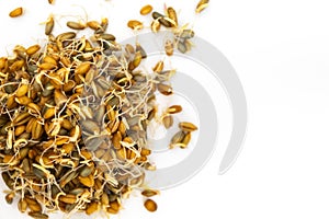 Top view of wheat and rye seeds with sprouts. Grains lie on a white background