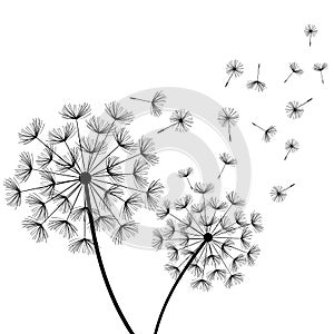 White background with two stylized black dandelions