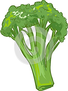 White background vector illustration of a healthy vegetable