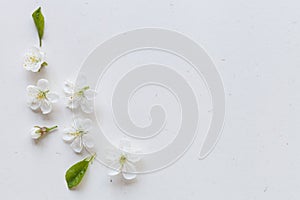White background with white flowers. Top view