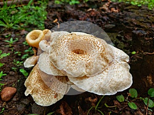 white background wild mushrooms for design material