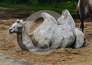 White bactrian camel on the sand 1