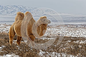 White bactrian camels in the snow of desert, Mongolia