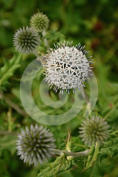 White ball flower in nature