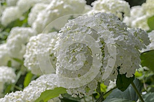 White ball - hydrangea inflorescence in summer bloom in the park.