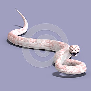 White ball python