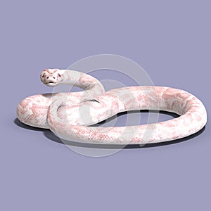White ball python