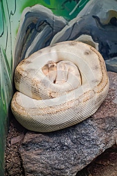 white Ball python, Python regius, also called the royal python