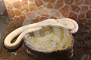 A white ball python snake being handled by a Caucasian woman with red fingernail polish