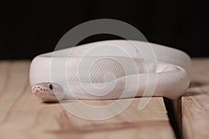 White ball python snake
