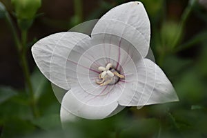 White balloon flower (Platycodon grandiflorus Albus)