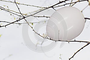 white balloon stuck in the branches of a thorny plant, abstract concept