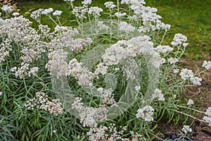 White Balls Anaphalis margaritacea