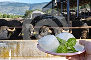 White balls of Italian soft cheese Mozzarella di Bufala Campana and Mediterrane Italiana buffalo raised on Italian cheese farm for photo