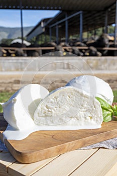 White balls of Italian soft cheese Mozzarella di Bufala Campana and Mediterrane Italiana buffalo raised on Italian cheese farm for