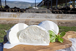 White balls of Italian soft cheese Mozzarella di Bufala Campana and Mediterrane Italiana buffalo raised on Italian cheese farm for photo